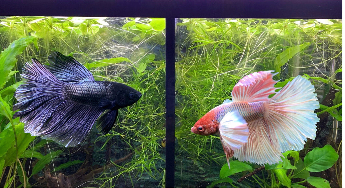 Divided Betta Fish Tanks Good or Bad?