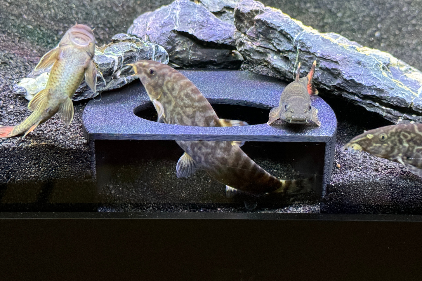 Aquarium Cave, Loaches Dojo Loach Corydoras Pleco Hide Free Shipping