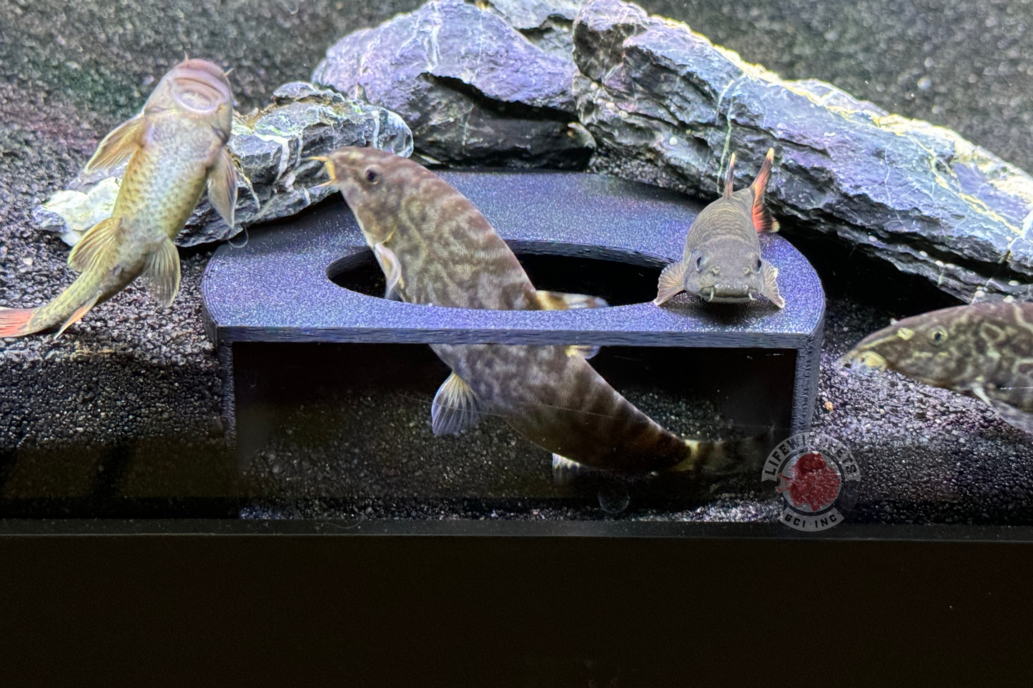 Aquarium Cave, Loaches Dojo Loach Corydoras Pleco Hide Free Shipping