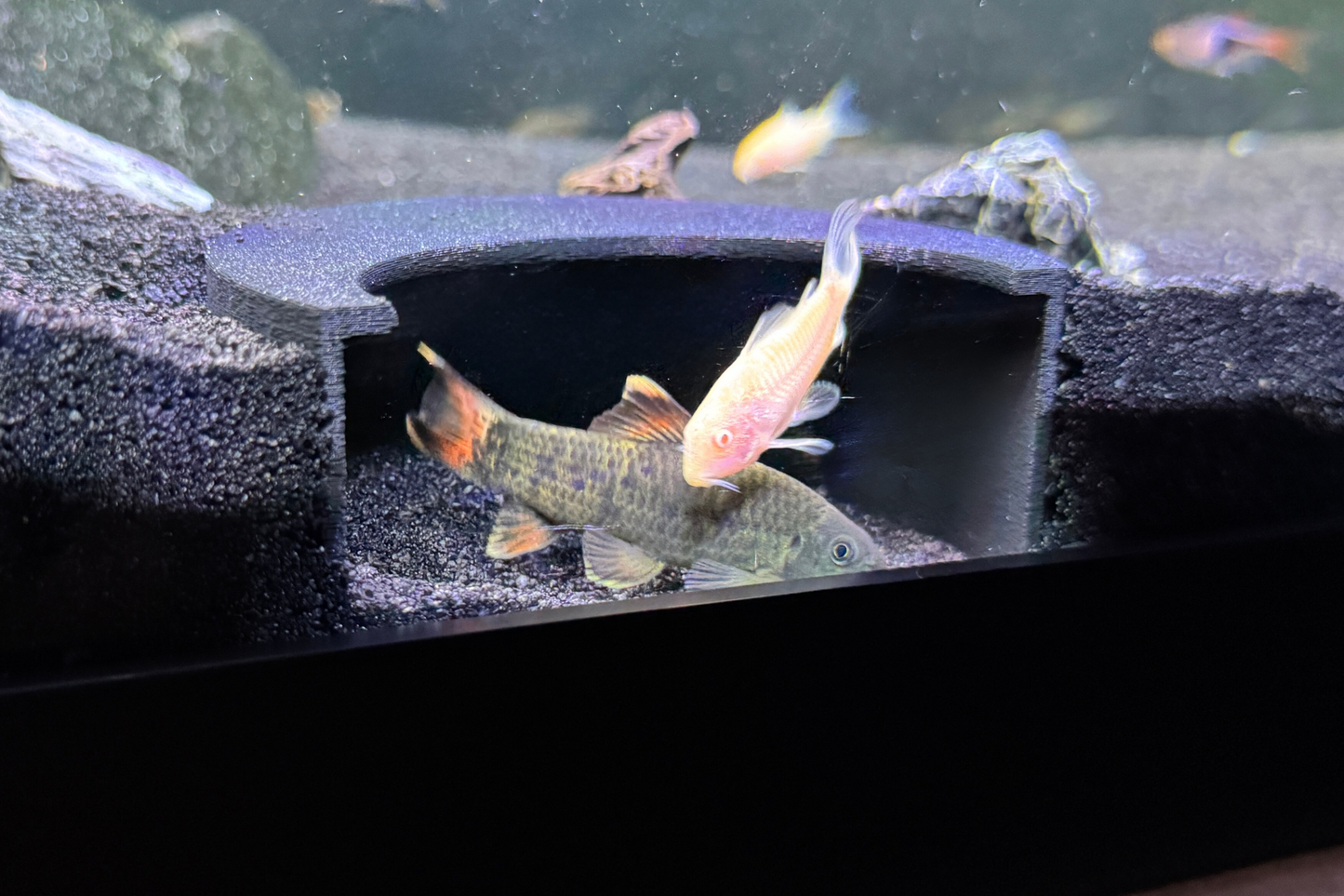 Aquarium Tunnel Aquarium Hide Aquarium Cave, Perfect for Loaches, Cichlids Corydoras Pleco Undergravel 3 Sizes Free Shipping