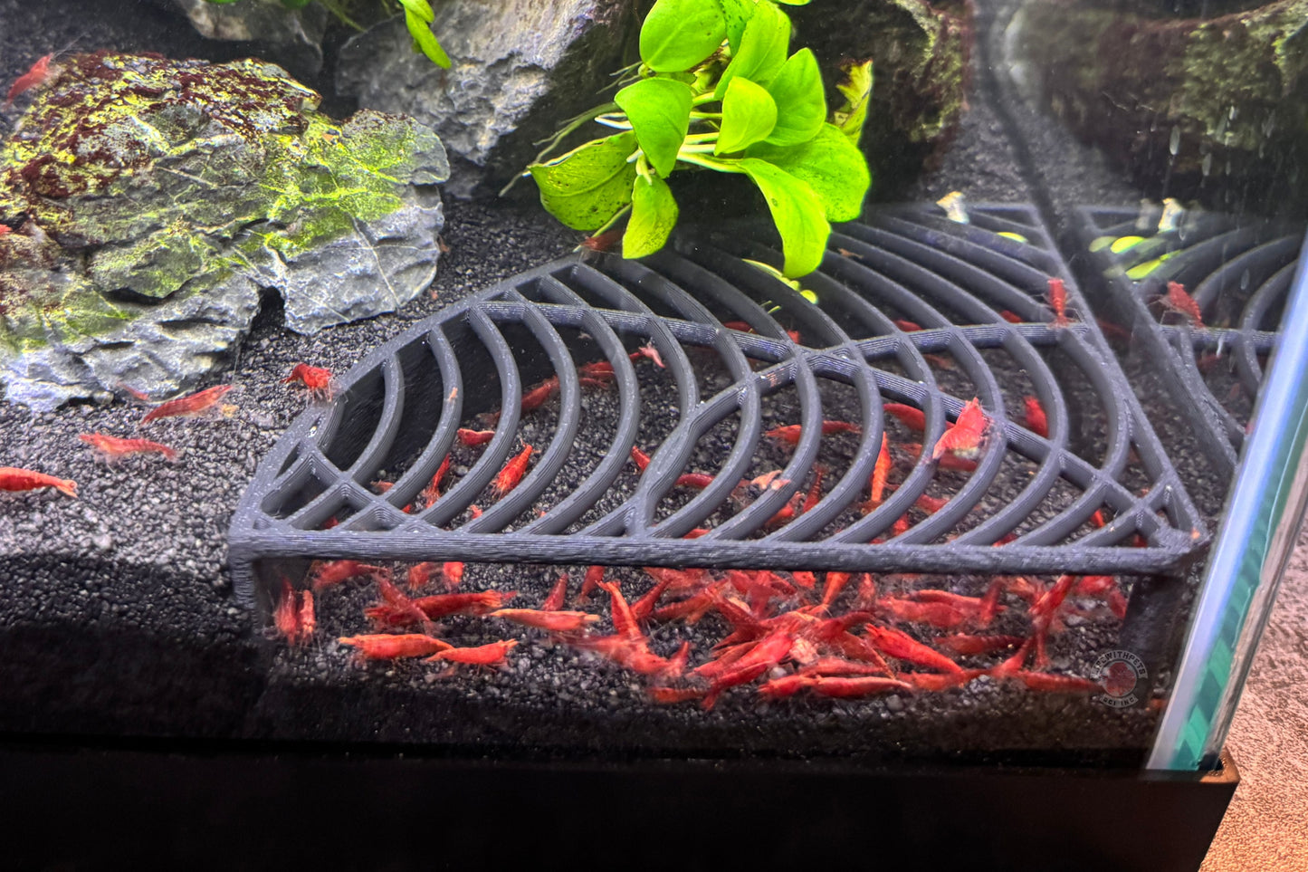 Corner Shrimp Hide Corner Shrimp Tunnel Free Shipping