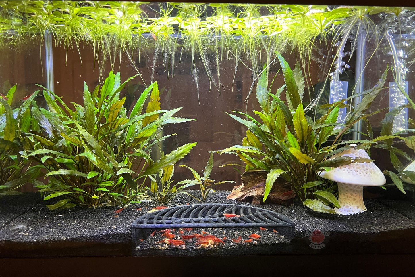 Lifewithpets Shrimp Halfmoon Hide Shrimp Cave