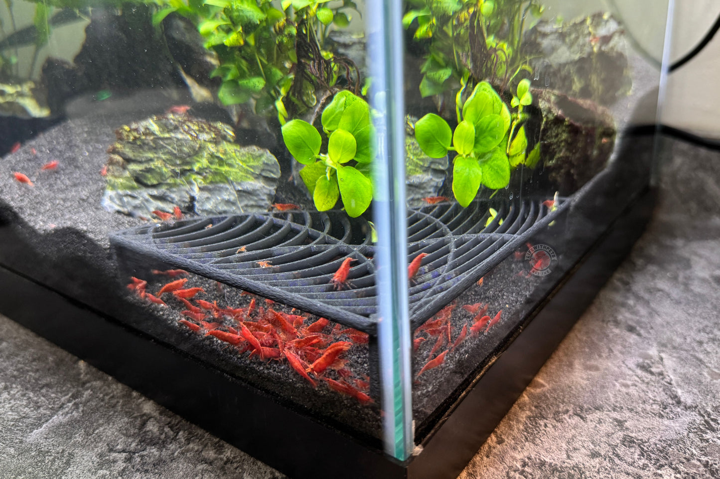 Corner Shrimp Hide Corner Shrimp Tunnel Free Shipping