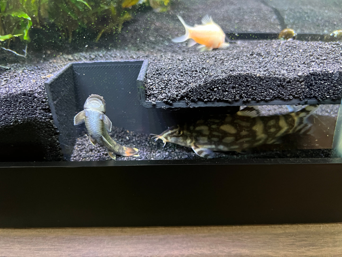 LifewithPets Corner Aquarium Tunnel Free Shipping
