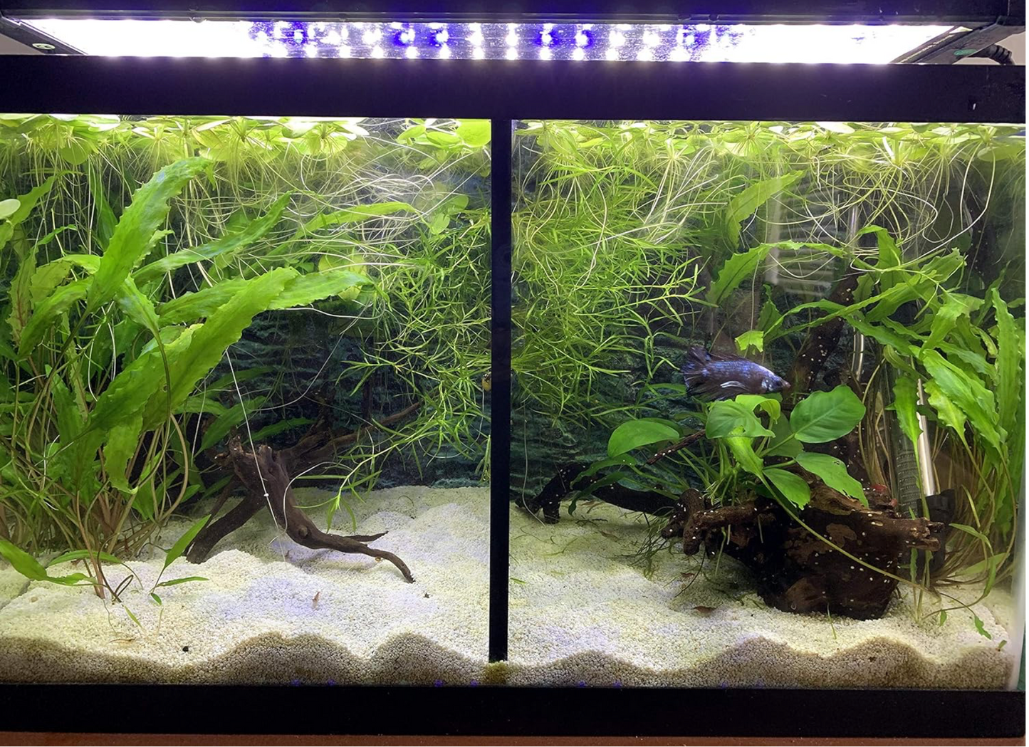 Lifewithpets 10 Gallon Fish Tank Divider