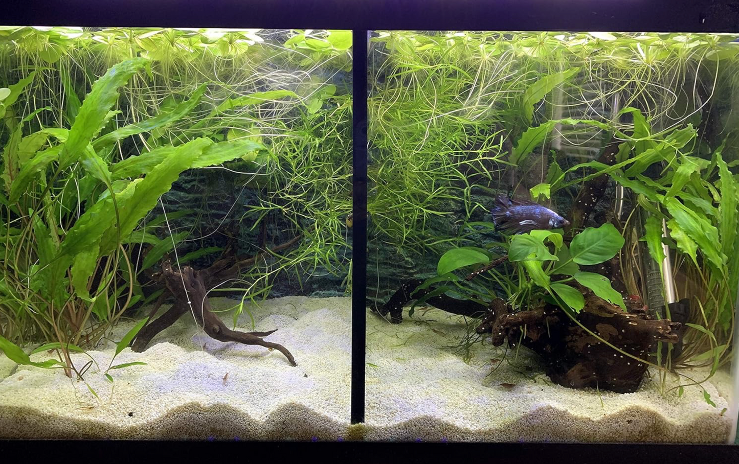 Lifewithpets 20 Gallon Tall Fish Tank divider
