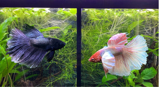 Divided Betta Fish Tanks Good or Bad?