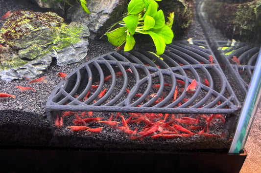 Corner Shrimp Hide Corner Shrimp Tunnel Free Shipping
