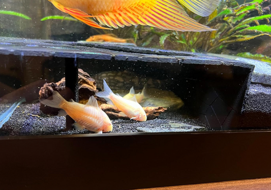 Aquarium/Terrarium Fish and Reptile Hide Free Shipping