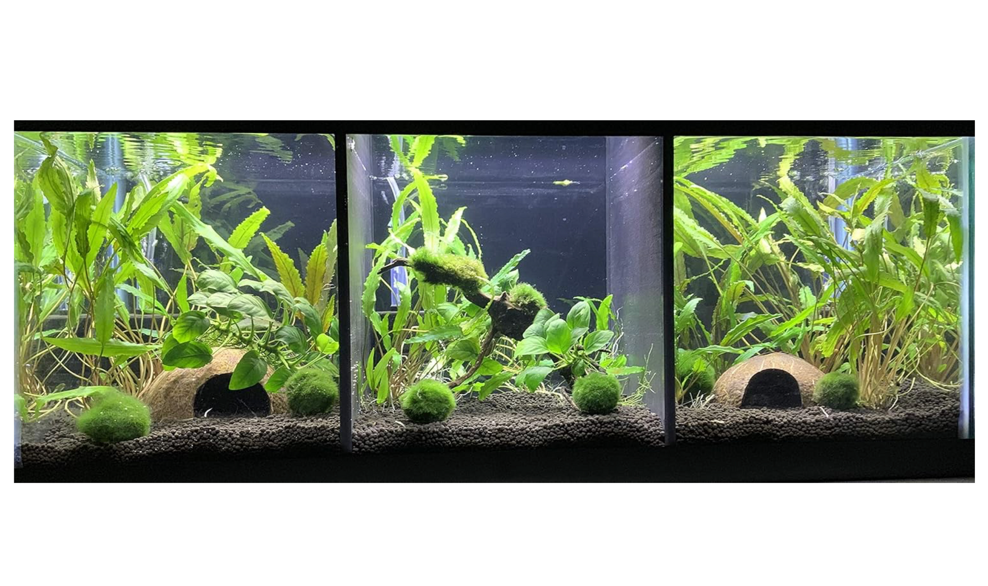big net dividers for fish tanks 2PCS Tank Divider Plastic Aquarium with Suction Cups Separating Fishes Transparent Grid Plate Isolation Fish Tank Separator Reusable Adjustable Partition Accessories 17 x 13 Inch : Pet Supplies which is. Aquarium Cover Anti-jump Net Fish