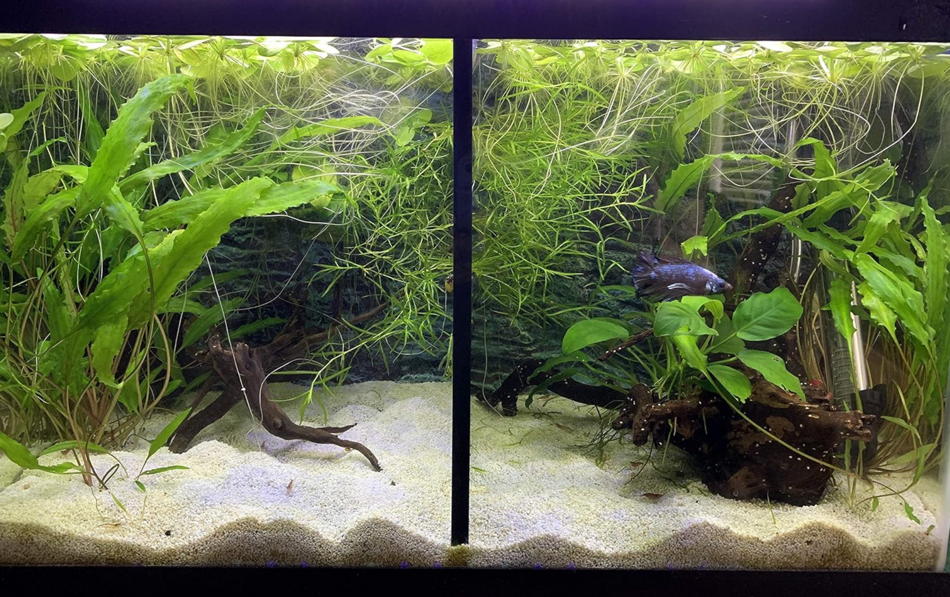 big net dividers for fish tanks Petzlifeworld White Tank Divider Plastic Aquarium Divider Panel Separator Grid Isolation Board (Clip Not Included) Our aquarium screens are made of materials New Aquarium Filter Bottom Isolate